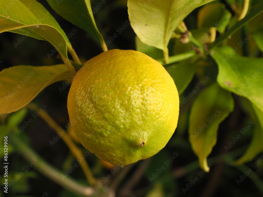 Lemon on a branch in a garden in Melbourne, Australia