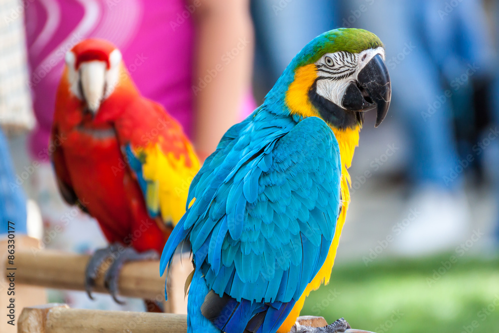 Obraz premium Two parrots