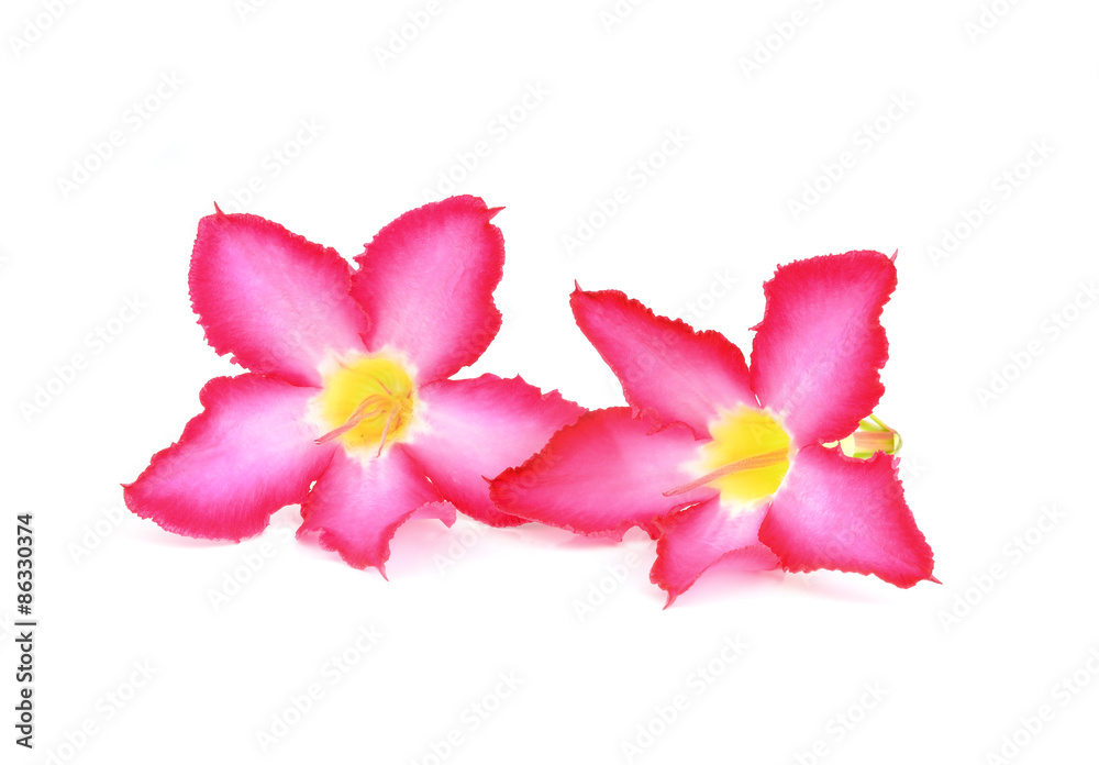 Floral background. Close up of Tropical flower Pink Adenium. Des