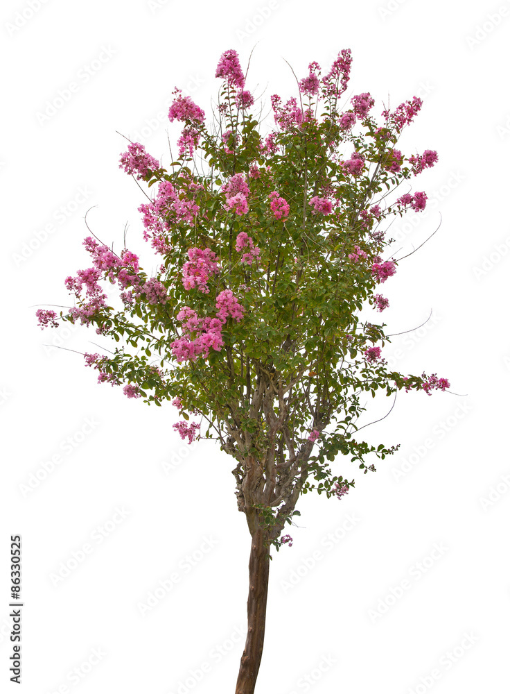 small isolated tree with pink blossom