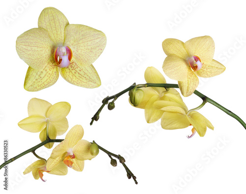 Fototapeta Naklejka Na Ścianę i Meble -  set of fine lemon yellow orchids with pink spots
