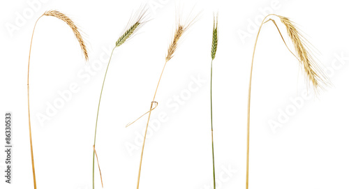 five ears of cereals isolated on white photo