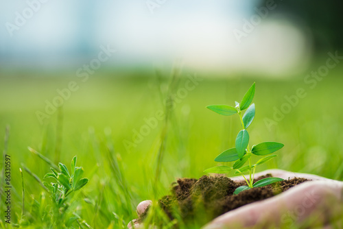 Human is holding a small green plant with soil in hands over the green grass background © Room 76 Photography