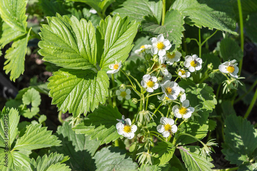 Strawberry flowers blum in the garden
