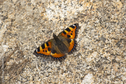 Schmetterling auf Fels