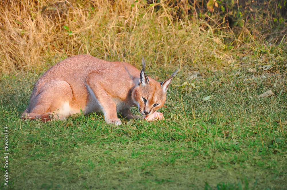 Caracal/Lynx eating meat, South Africa