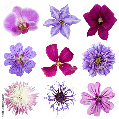 Collection of pink and purple flower heads isolated on white background