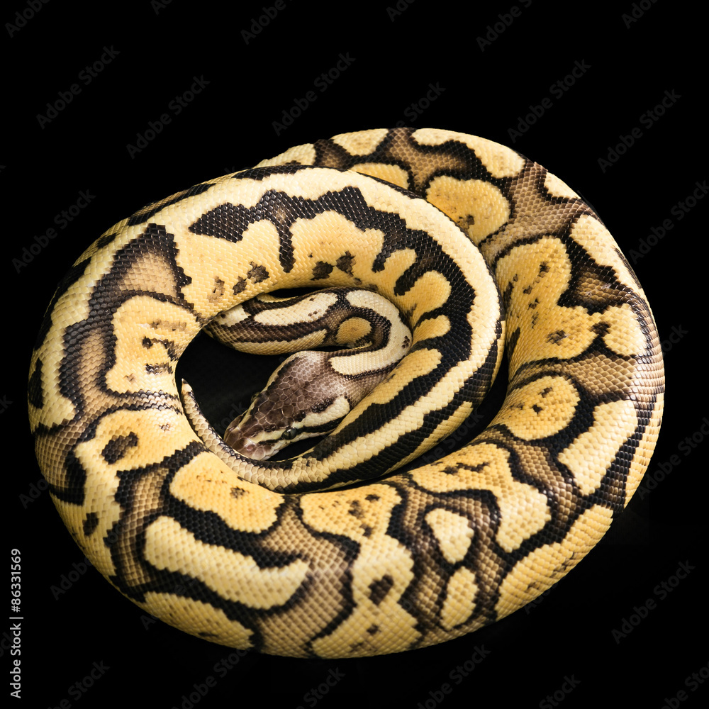 Naklejka premium Ball Python -Python regius