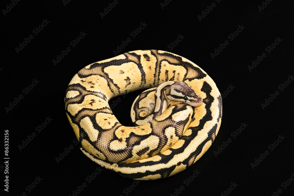 Naklejka premium Female Ball Python. Firefly Morph or Mutation