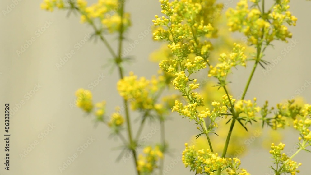 Echtes Labkraut, Galium verum, Blüte,der seltenen Heilpflanze Echtes Labkraut, Galium verum, Blüte,der seltenen Heilpflanze