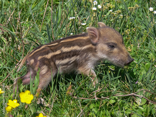 cinghiale cucciolo photo