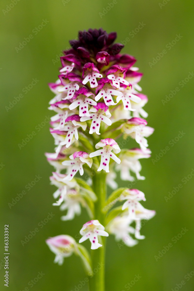 Brand-Knabenkraut (Orchis ustulata) burnt-tip orchid Brand-Knabenkraut (Orchis ustulata) burnt-tip orchid