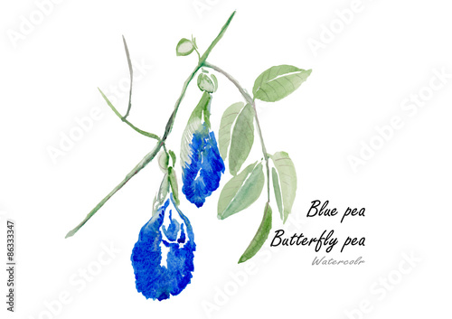 Butterfly pea.Hand drawn watercolor painting  on white background.Vector illustration
