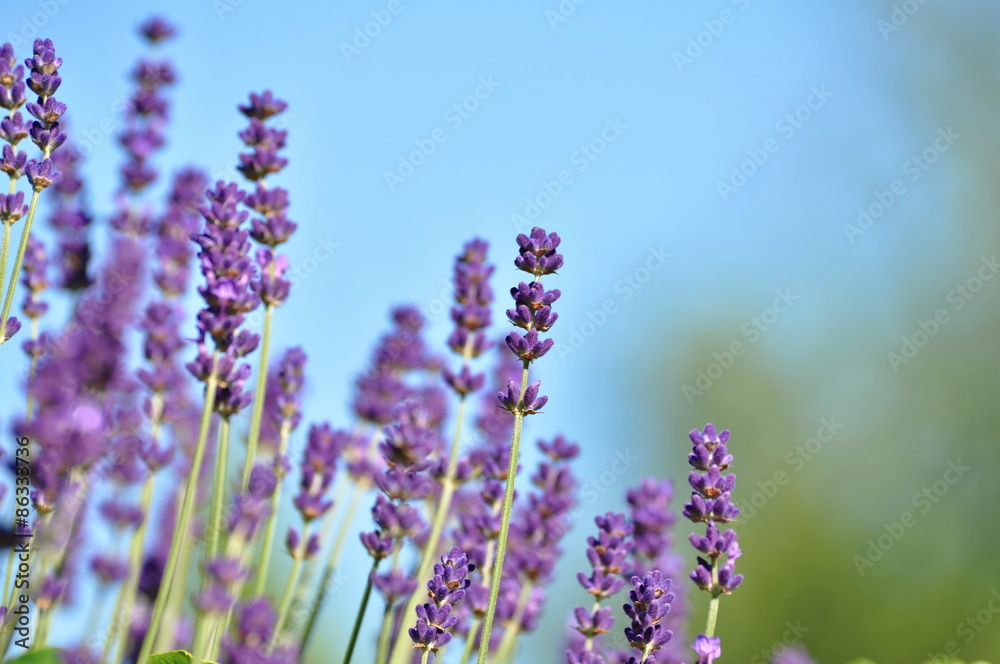 Obraz premium lavender