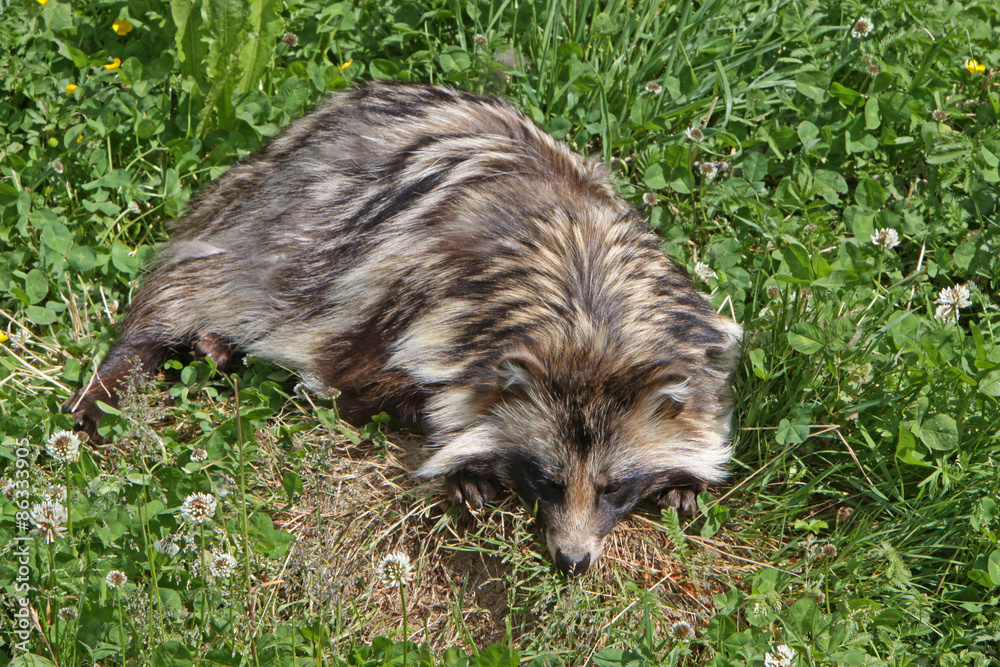 Naklejka premium Marderhund