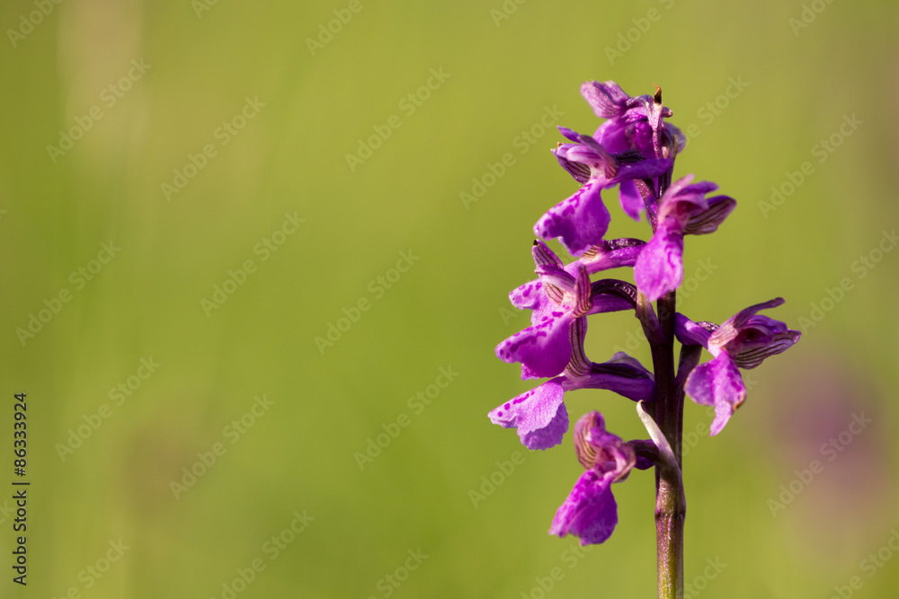 Fototapeta premium Kleines Knabenkraut (Orchis morio)