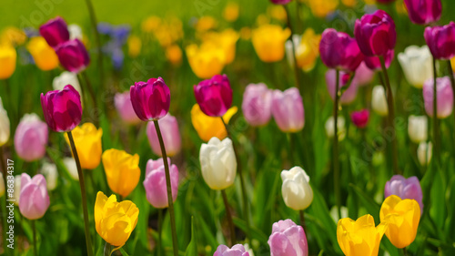  tulips in the park. Spring outdoor landscape.