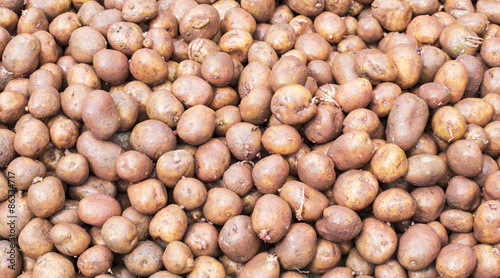 plenty of fresh potatoes harvested