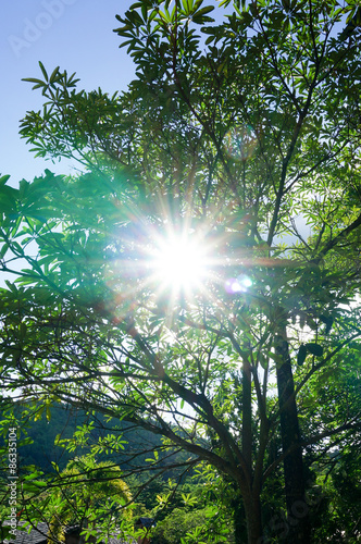 sun light of Lens flare through the trees