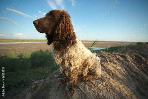 spaniel