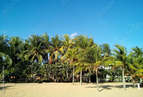 coconut tree on beach