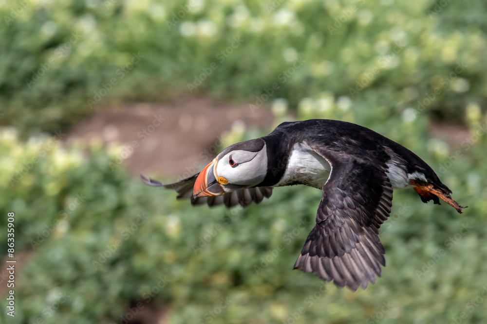 Obraz premium Atlantic puffin in flight