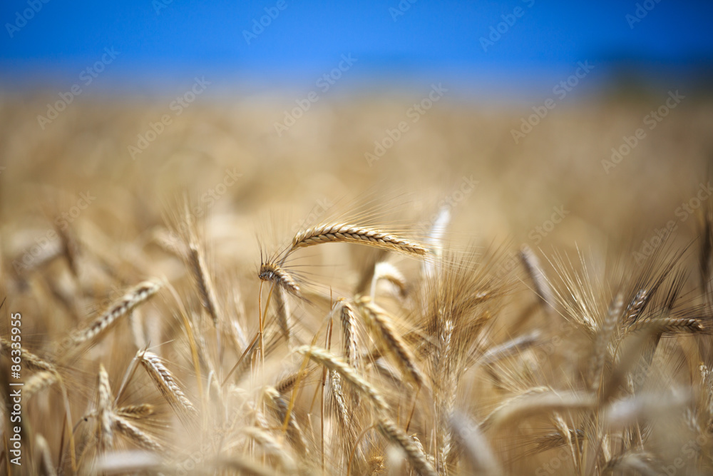 Fototapeta premium ears of wheat