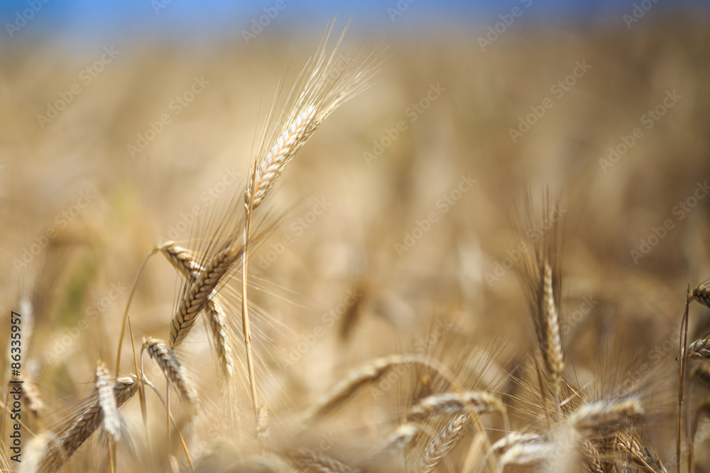 Fototapeta premium ears of wheat