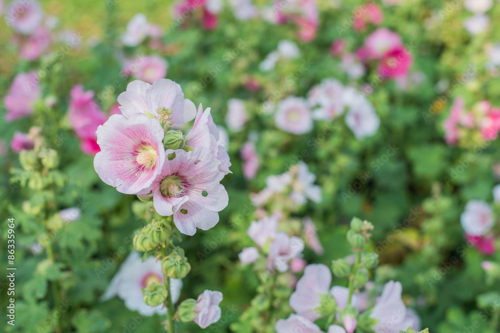 flower flower