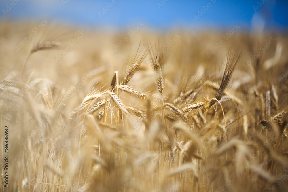Fototapeta premium ears of wheat