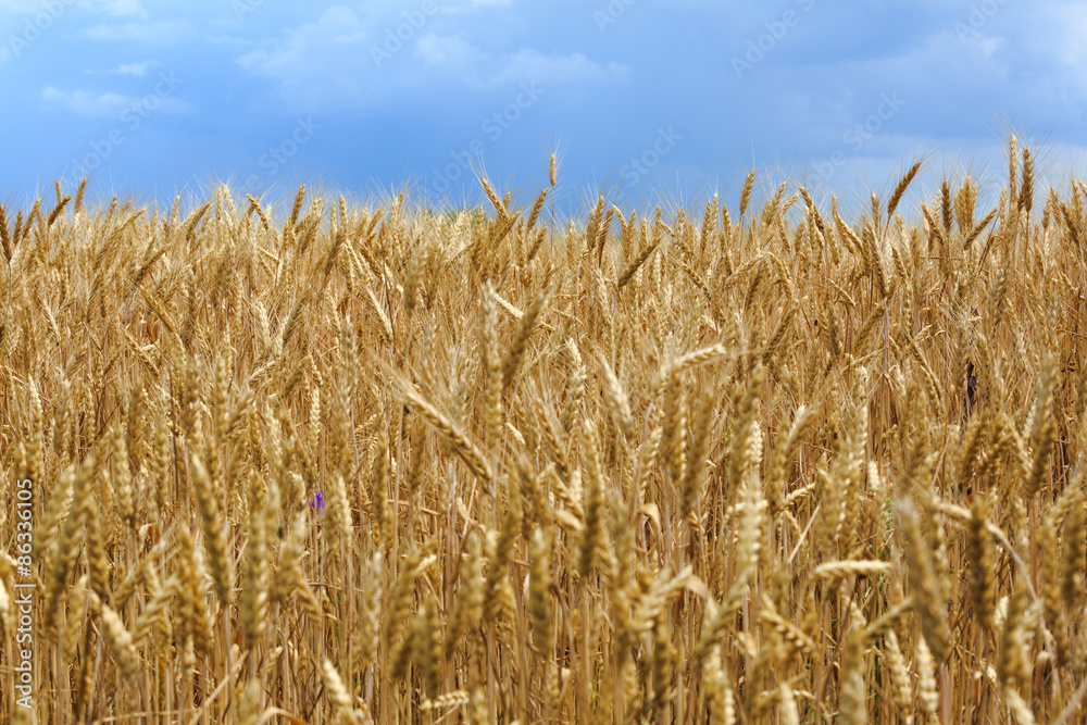 ears of wheat ears of wheat