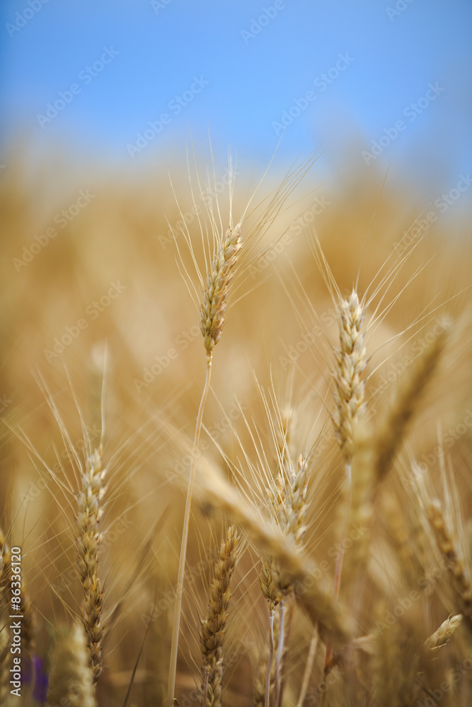 ears of wheat