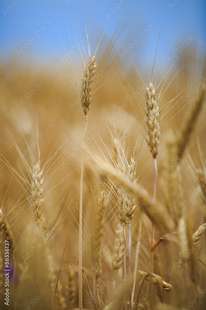 ears of wheat