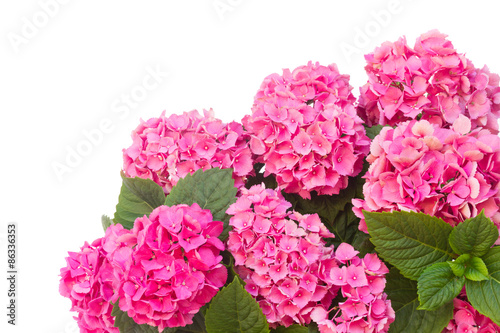 Bild auf Leinwand pink  hortensia flowers