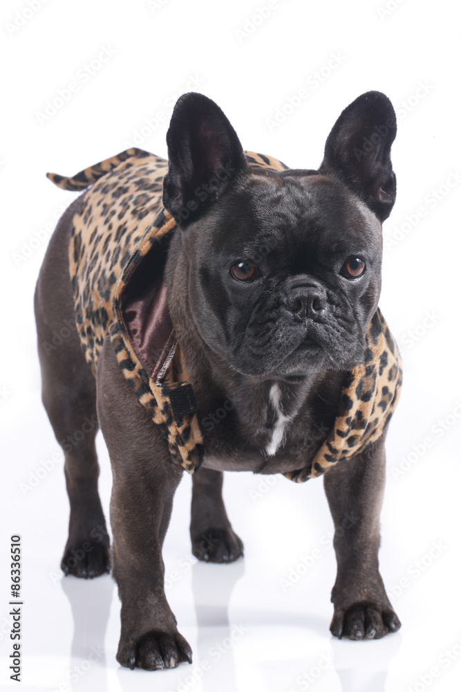 French bulldog with leopard costume
