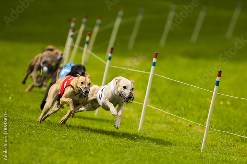 Photos Koplopers. Twee windhonden strijden.