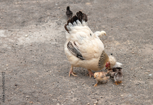 hen and chicks photo