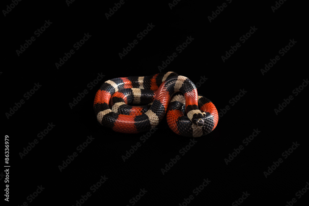Obraz premium Pueblan milk snake 