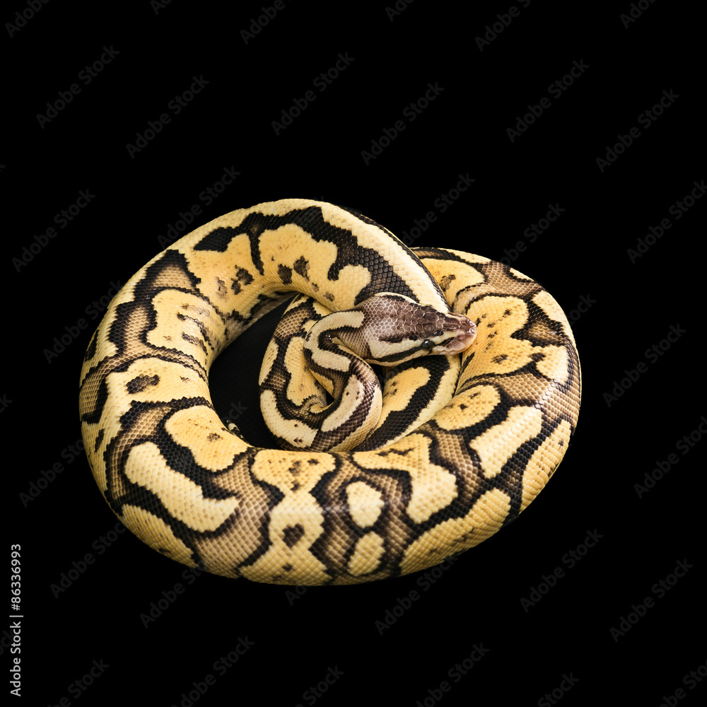 Naklejka premium Female Ball Python. Firefly Morph or Mutation