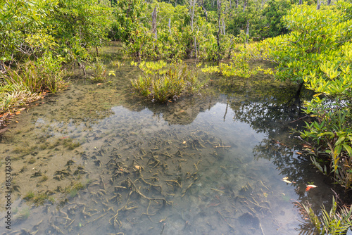 Wallpaper Mural Mangrove trees in a peat swamp forest Torontodigital.ca
