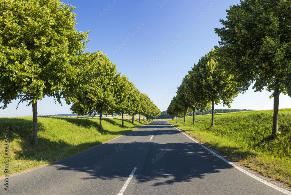 Country road running through a tree alley