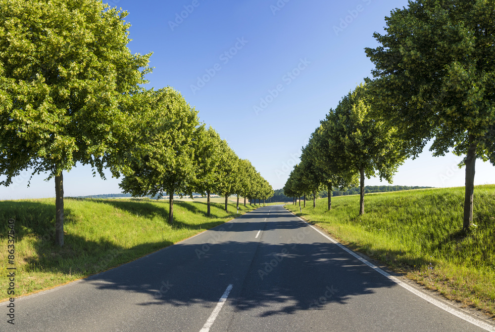 Country road running through a tree alley Country road running through a tree alley