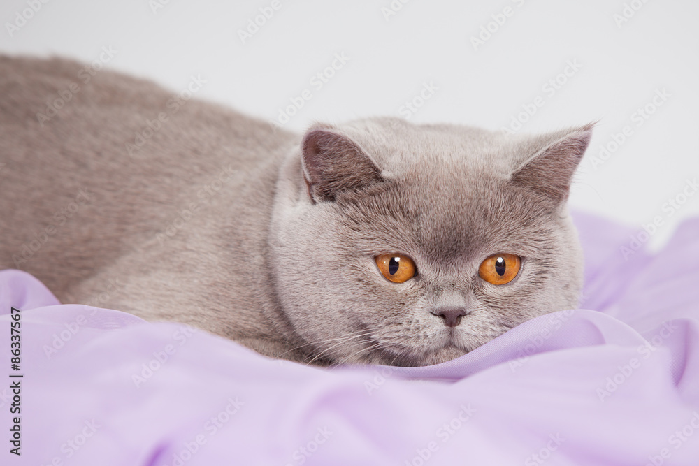 British shorthair grey cat with big wide open orange eyes isolated