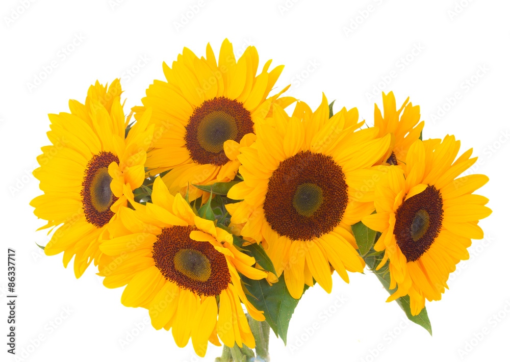Obraz premium one bight sunflower