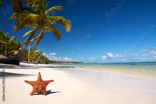 Starfish on tropical beach with palm