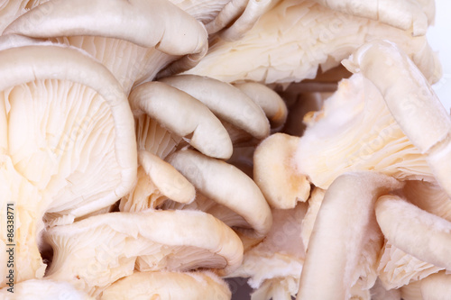 Oyster mushrooms background