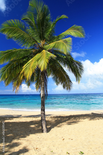 Fototapeta Naklejka Na Ścianę i Meble -  Palm on caribbean beach