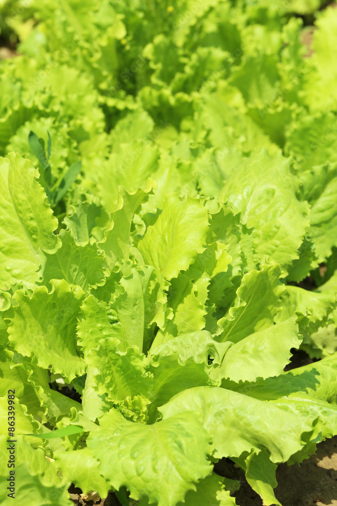 Green salad in the garden Green salad in the garden