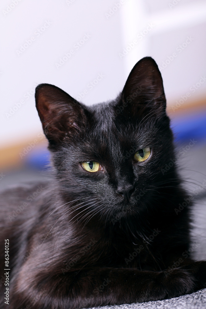Black cat, portrait