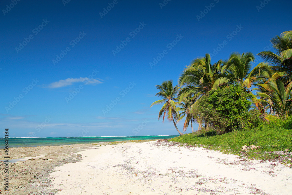 Coconut palm  on beach